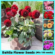 [Fast Germination] ปลูกง่าย ปลูกได้ทั่วไทย ของแท้ 100% 150Pcs Mix Color Dahlia Flower Seeds Bonsai Seeds เมล็ดดอกไม้ ต้นไม้มงคล ต้นไม้ฟอกอากาศ ดอกไม้ตกแต่ง ดอกไม้จริง ไม้ดอกไม้ประดับ แต่งบ้านและสวน บอนไซ Plants Seeds for Home &amp; Garden