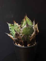 Agave oteroi (FO-076)