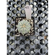Augustfame - Astrophytum Asteria Superkabuto N2 超兜 仙人球 cactus succulent