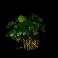 [Live Aquatic Plant] Anubias Nana Emersed Potted