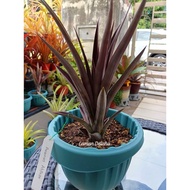 Bromeliad Ananas Ablaze (red fruit)