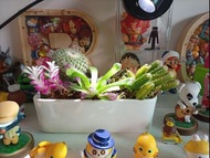白色長方形花盆