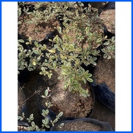 ▦ ♚ ✟ Variagated African Talisay Seedlings in soft poly bag
