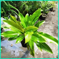 ◸ ♘ ◲ PHILODENDRON ORLANDO PLANT FOR SALE
