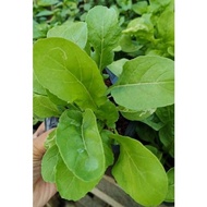 ♞,♘Arugula vegetable seedlings