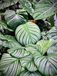 竹芋好抱枕 植物靠墊 觀葉 青蘋果竹芋 沙發好朋友 家飾 交換禮物