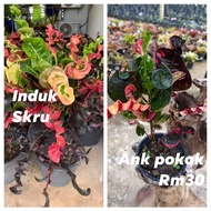 pokok puding Croton skru