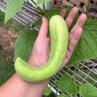 White Cucumber 5 seeds 白黄瓜 5粒 (120 days, Fruit Length: 25-35cm, 300-500g weight)