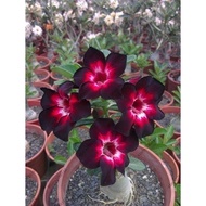 Malaysia Fast Shipping 20pcs/ seed  Adenium Obesum seeds desert rose rare Thailand flower seeds for home garden plant easy grow - KWY