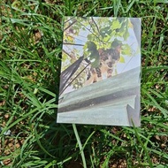 屋頂上的貓咪 Cat Postcard 貓攝影明信片 小老虎 白襪虎斑貓老大