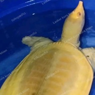 bulus labi labi amyda cartilaginea Albino mata merah