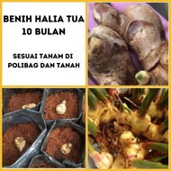 ❦◄[MR BENTONG] AAAAA Benih Halia Bentong Tua 10 Bulan Fresh Delivery Ready Stock 1kg