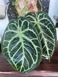 Anthurium Crystallinum hybrid 撕裂紋水晶花燭 / 雜交特徵: 撕裂紋, 圓葉, 有粉葉脈 / 葉150CM / update 2026.07.24