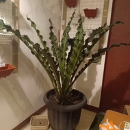 anthurium keris hitam hias