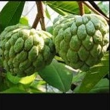 Anak Pokok Buah Nona/Serikaya