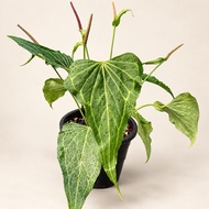 Anthurium Delta Force Motherplant Size