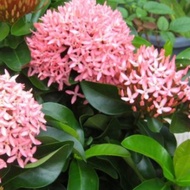 Anak Pokok Bunga Ixora Rose