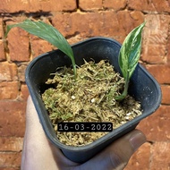 Rhaphidophora megasperma variegata tanaman (real pict)
