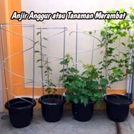 TIANG RAMBATAN TABULAMPOT ANGGUR - ANJIR ANGGUR ATAU TANAMAN RAMBAT