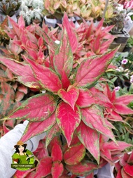 Aglaonema Pointed Cherry Red with FREE plastic pot and garden soil (plant for indoor and limited sto