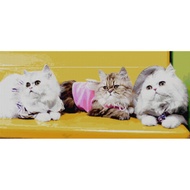 PINN SHOP Cross Stitch Kit : Persian Cat [CX-EV-161]