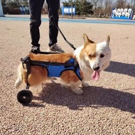 狗輪椅後肢癱瘓寵物代步車殘疾狗狗後腿輔助貓泰迪大型小型犬支架