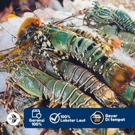 Lobster Laut Fresh 1KG - Salty Treasure Fresh Food