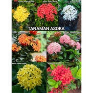 Asoka Ornamental Plants Best Selling Promo - Soka Outdoor Plants - Asoka Flower Plants