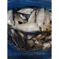 Tamban masin 1kg ikan tamban masin salted fish tamban 1kg