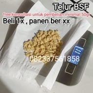 BIBIT MAGGOT TELUR LALAT BSF