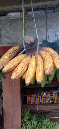 Buah Pisang Raja Cere Raja Sajen 1 kg Kondisi Mentah