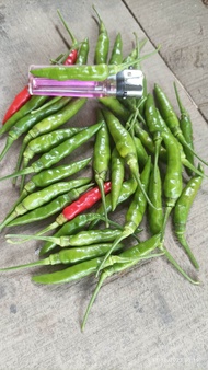 10 gram Bibit cabe Rawit Lokal Mutiara bibit Rawit Hijau buah ramping panjang  Cabe rawit Unggul Benih Rawit ......................... ......... ............. ......... ......... Cabe Rawit siramos Rawit siRamos Rawit Ramos dairi Rawit dairi rawit