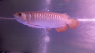 Ikan arwana golden red