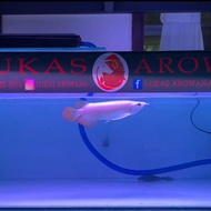 arwana super red 26 cm BAKAT SUMO