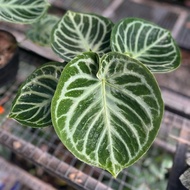 tanaman anthurium dorayaki silver blush kuping gajah dorayaki silver