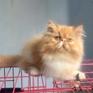 kucing persia peaknose jantan