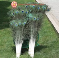 COMBO 30 cành Lông công MẮT TO 4-6cm dài từ 85 đến 120cm Mắt to ĐẸP nguyên vẹn tự nhiên 100% phong t