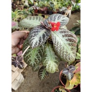 Begonia silver shine red flower begonia gantung