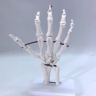 Human Palm Bone Hand Bone Skeleton Hand Bone Joint Human Skeleton Human Bone Lifting Teaching Model 
