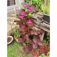 Coleus Plant 1 Pot - Free 2 stem