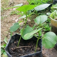 Anak Pokok Roselle dalam polybag