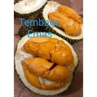 ANAK POKOK DURIAN TEMBAGA EMAS / Tembaga Gold