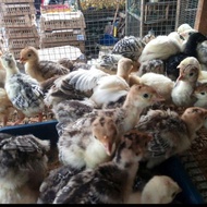 kalkun - anak ayam kalkun - kalkun hidup - bibit ayam kalkun
