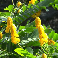 KM- Cây Muồng Trâu Khô - 01KG a1 . Lh 0982 772 015