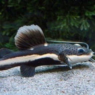 RTC (Red Tail Catfish) 15-18cm