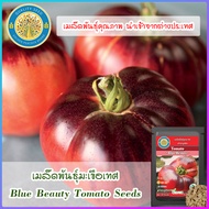 เมล็ดพันธุ์มะเขือเทศ (Blue Beauty Tomato Seeds)