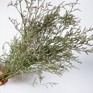 READY STOCK [1 stalk] Fresh Caspia Misty Blue Fresh Flower Bunga Caspia Misty Blue Bunga Segar Home 