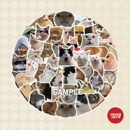 Sticker Meme Cat Sticker Cat Meme Glitter Lamination ST23