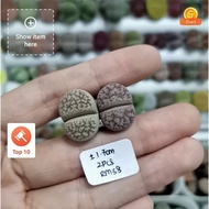 Specially selected lithops set 镇魂石生石花