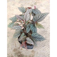 Begonia Rex - ornamental plant - indoor plant